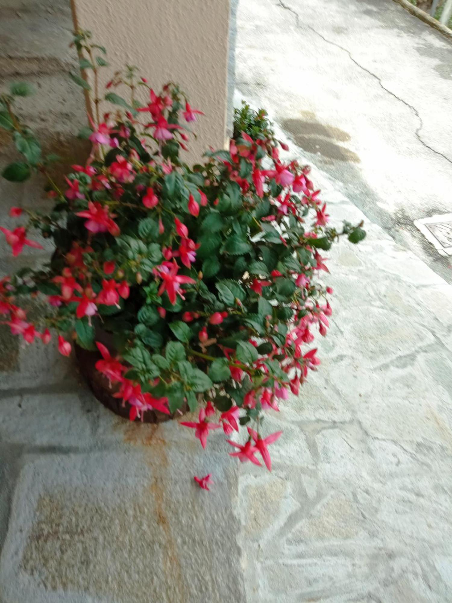 Agriturismo U'Spigu Nonna Annetta Nasino Exterior foto